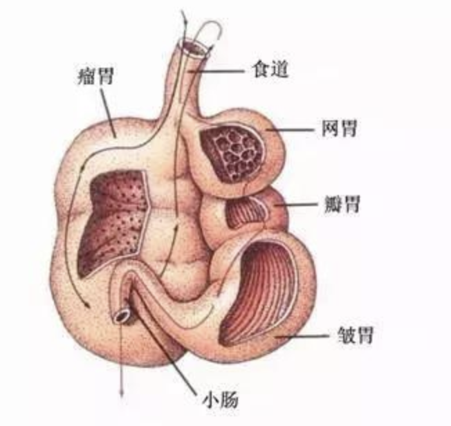 英国企业研发“牛用减排口罩”减少碳排放 “小题大做”还是确有必要？