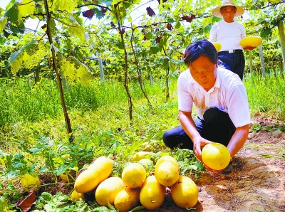 （食品图文）江苏南京桠溪镇村民套种黄金西瓜获丰收