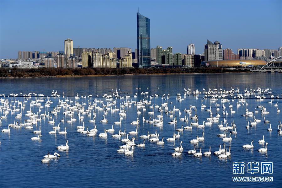 河南三门峡：以天鹅的“姿势”渐入“佳境”