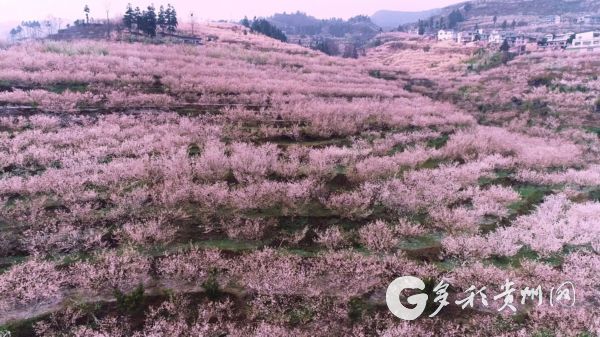 （社会）清镇：走“码”观花 网上览春