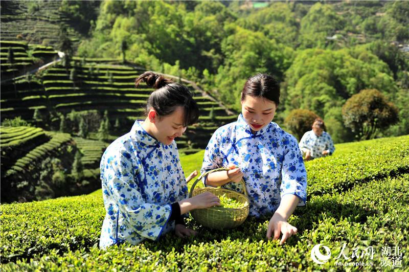 湖北夷陵：茶旅融合“闖”出新門路