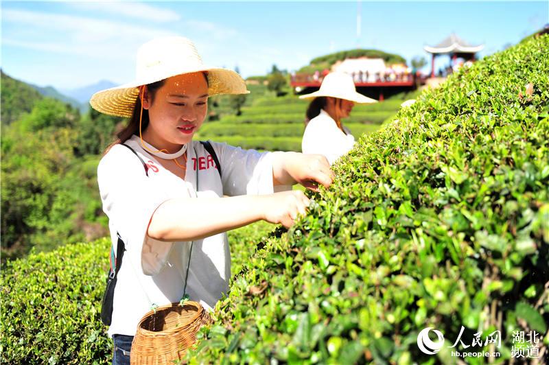 湖北夷陵：茶旅融合“闯”出新门路