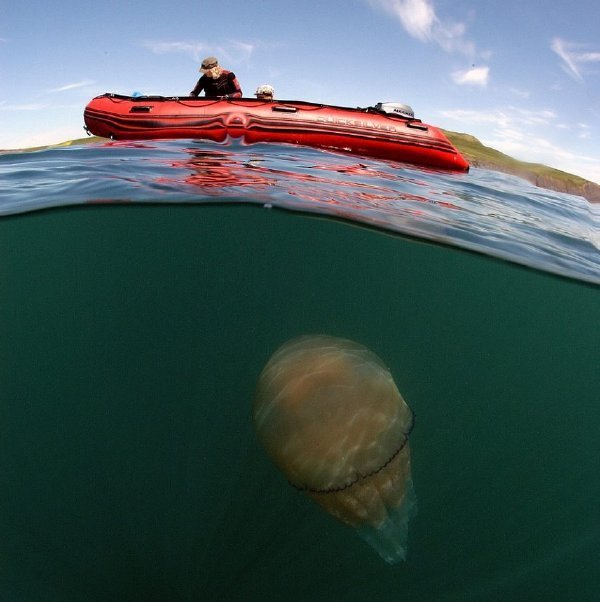 英國海岸附近現大批巨型水母 體重達64斤
