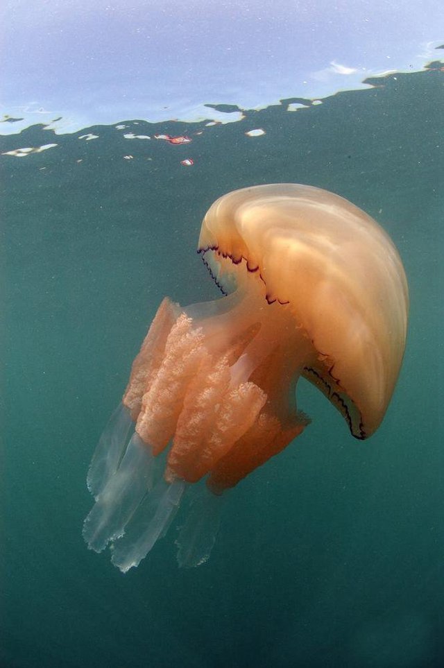 英国海岸附近现大批巨型水母 体重达64斤
