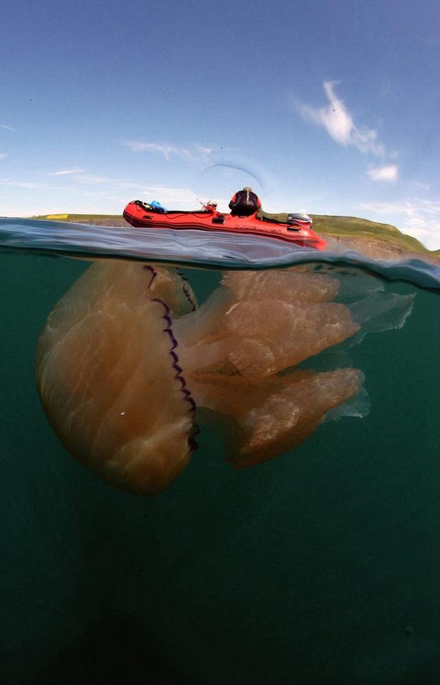英國海岸附近現大批巨型水母 體重達64斤