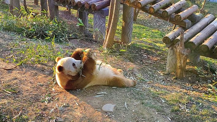 大熊猫惬意地在园区享受午后阳光