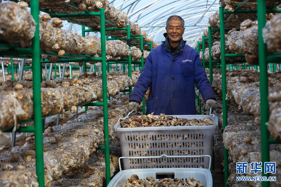 河南光山：小花菇 大产业