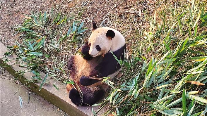 大熊貓愜意地在園區享受午後陽光
