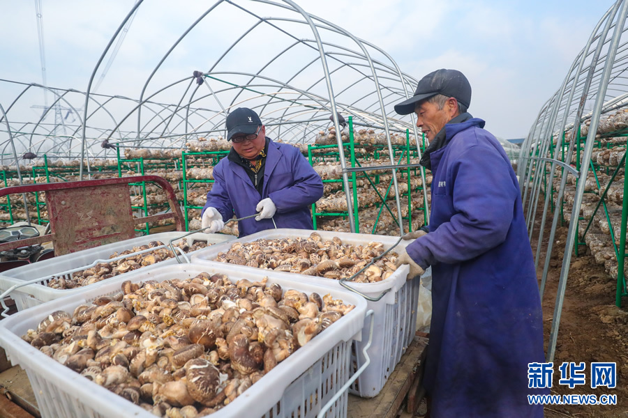 河南光山：小花菇 大产业