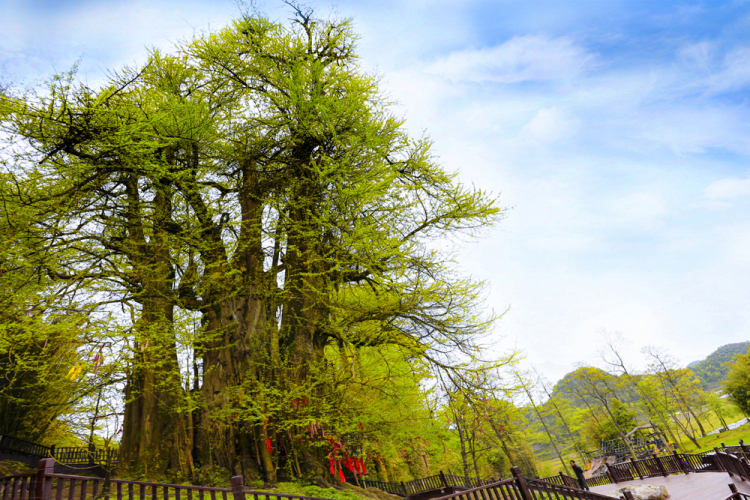 （社會）來長順，一生順
