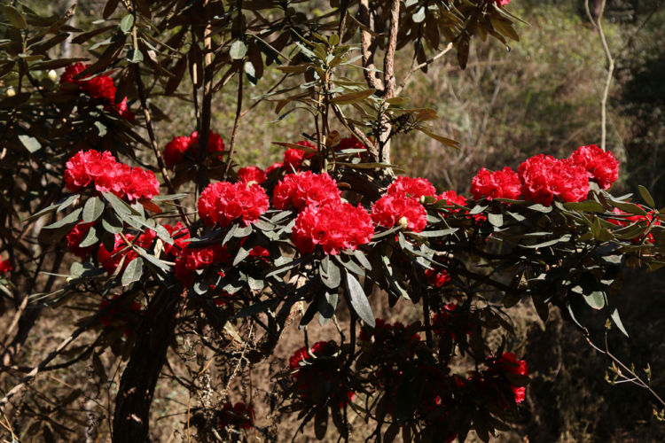 （社會）來長順，一生順