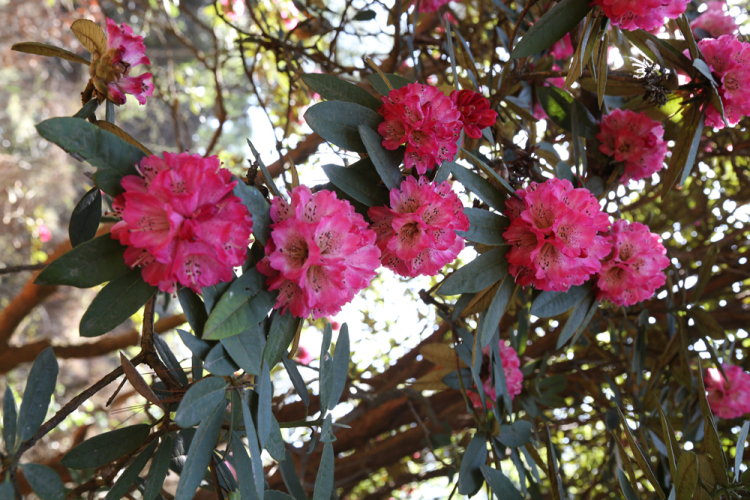 （社會）來長順，一生順