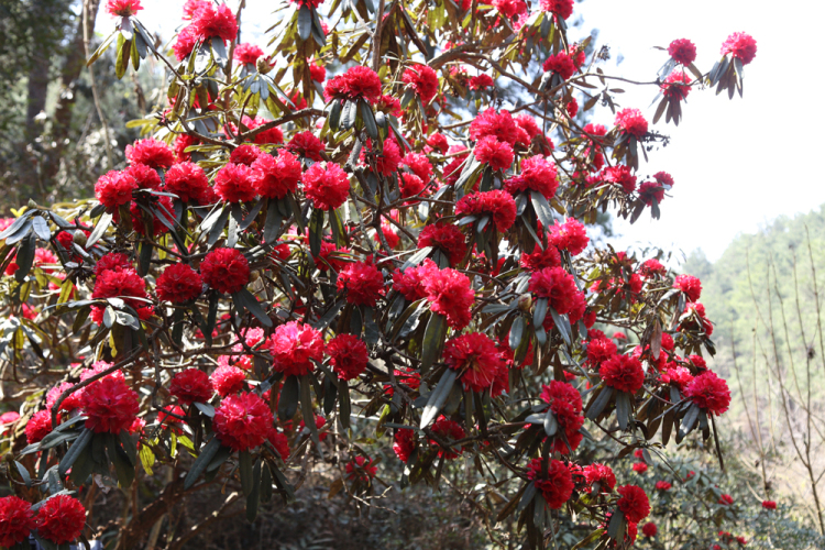 （社會）來長順，一生順