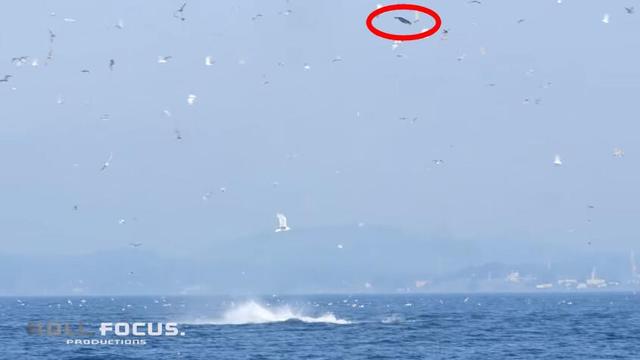 壮观捕猎场景：虎鲸将海豹抛到24米高空