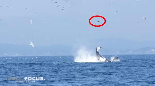壯觀捕獵場景:虎鯨將海豹拋到24米高空