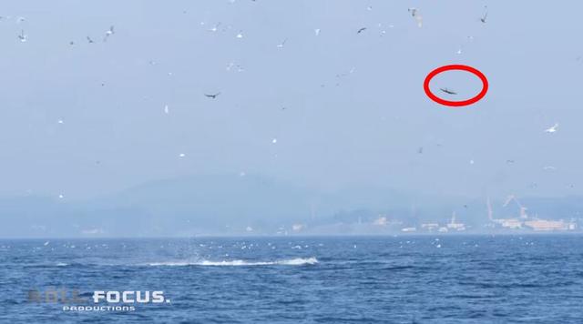 壮观捕猎场景：虎鲸将海豹抛到24米高空