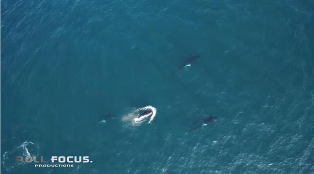 壯觀捕獵場景:虎鯨將海豹拋到24米高空