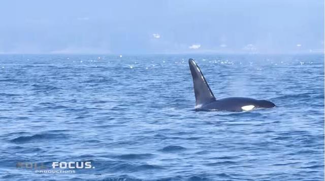壯觀捕獵場景:虎鯨將海豹拋到24米高空