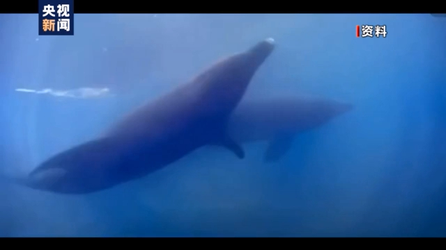 渔民上岸 江豚“回家” 从“微笑精灵”看长江生态兴衰