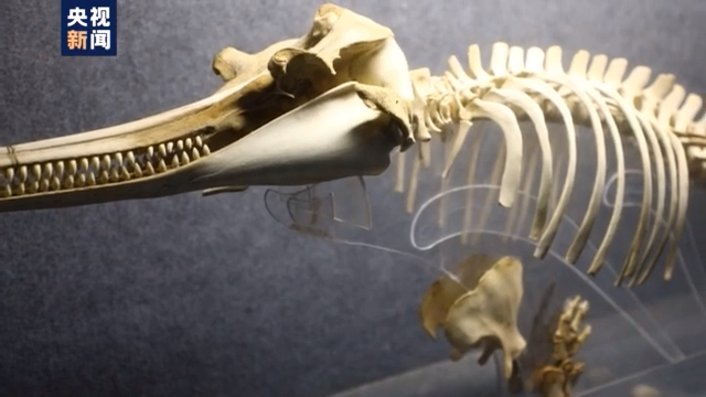 渔民上岸 江豚“回家” 从“微笑精灵”看长江生态兴衰