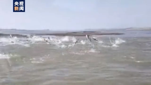 渔民上岸 江豚“回家” 从“微笑精灵”看长江生态兴衰