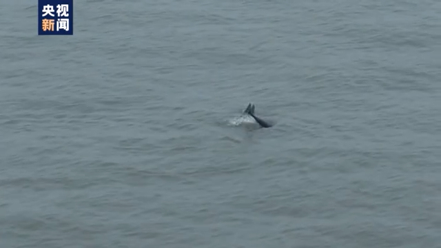 渔民上岸 江豚“回家” 从“微笑精灵”看长江生态兴衰