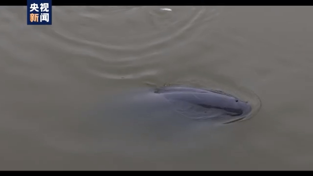 渔民上岸 江豚“回家” 从“微笑精灵”看长江生态兴衰