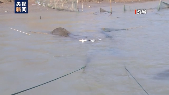 渔民上岸 江豚“回家” 从“微笑精灵”看长江生态兴衰