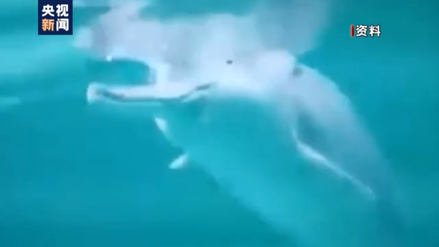 渔民上岸 江豚“回家” 从“微笑精灵”看长江生态兴衰