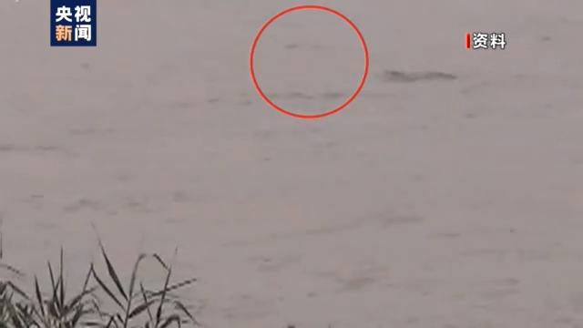 渔民上岸 江豚“回家” 从“微笑精灵”看长江生态兴衰