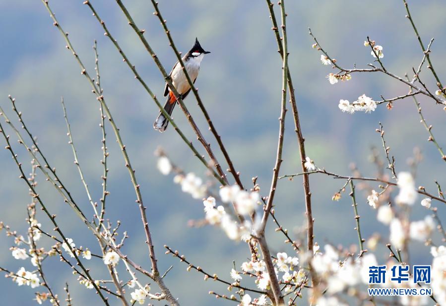 福州：青梅花开引客来