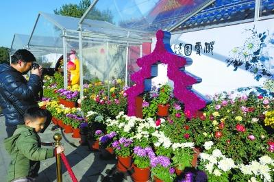 祈年殿60年来首办菊展 天坛栽培菊花可追溯到明代