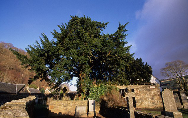 英国5000年古树突然“变性” 长出雌树果实