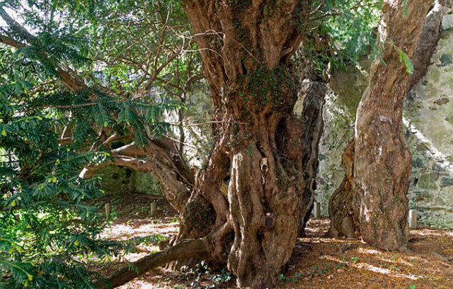 英国5000年古树突然“变性” 长出雌树果实