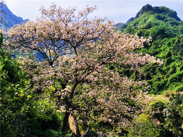 【湖北】【客户稿件】湖北麻城龟峰山万亩桐花盛开迎宾