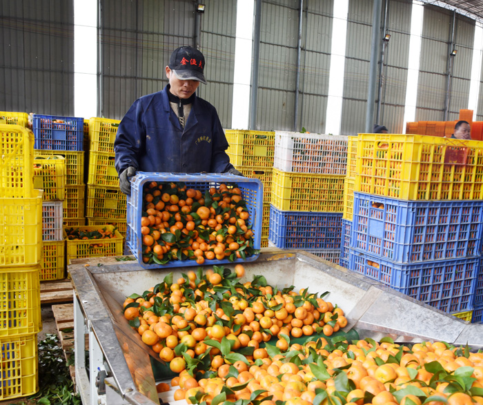 河池宜州：企業創新銷售模式拓寬柑橘銷路