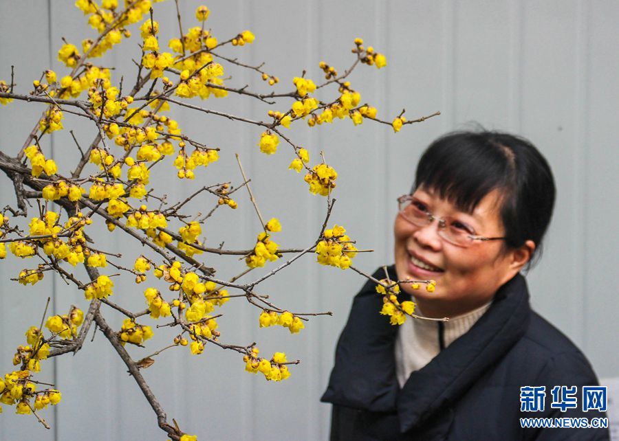 河南南陽：小寒節氣到 蠟梅如約開