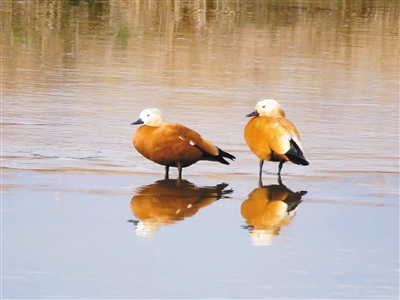 冬日情暖 候鳥戀上千湖濕地