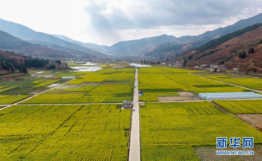 四川米易：油菜花开春意浓