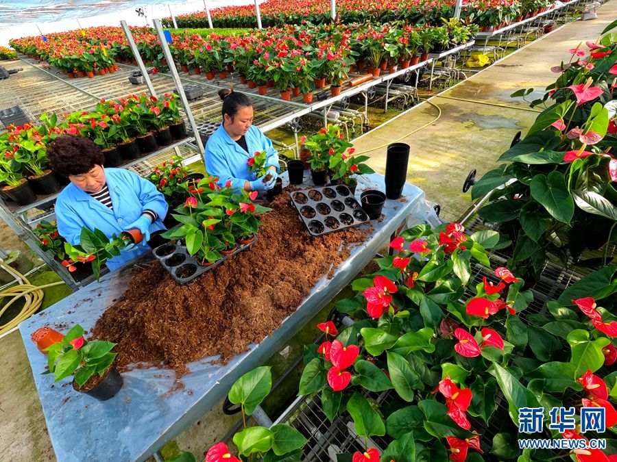 河南鄢陵：年宵花“花開正美”