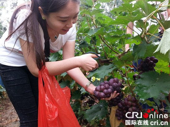 臨沂沂水泉莊鎮：採摘園裏葡萄飄香美景醉人_fororder_採摘_副本