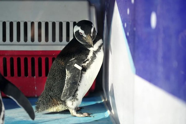 （有修改）（图片已裁剪）冰雪大世界 企鹅来捧场 济南的冬天到底有多好玩