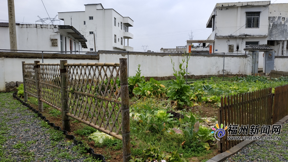 【福建时间主推】【福州】【移动版】【Chinanews带图】福州美丽乡村建设生动实践：天竹畲村油菜花开醉人心