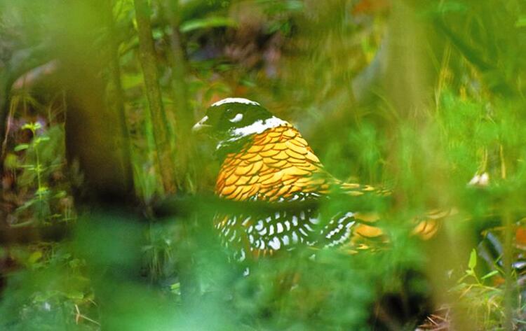 2020年廣西新增3種地區鳥類記錄 南寧記錄到珍稀動物中華秋沙鴨種群
