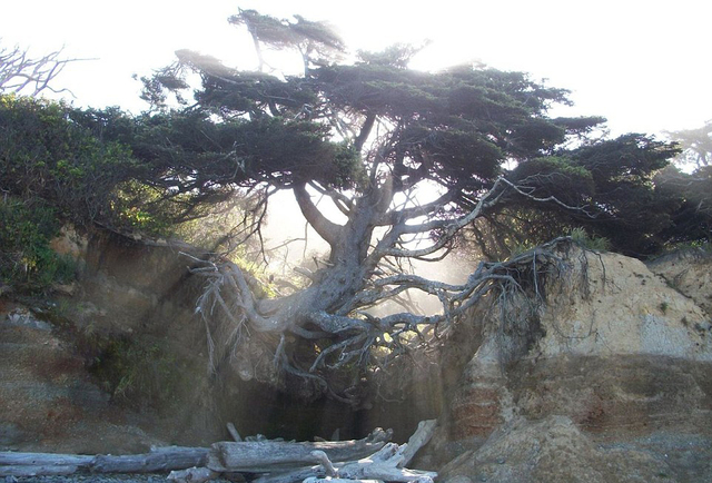 创造奇迹的"生命之树": 悬崖沙漠皆能生存