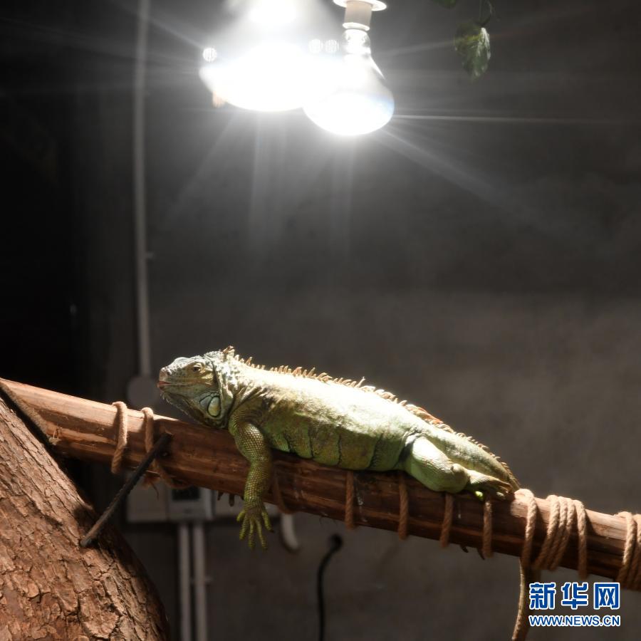 【城市远洋带图】重庆动物园为动物取暖过冬