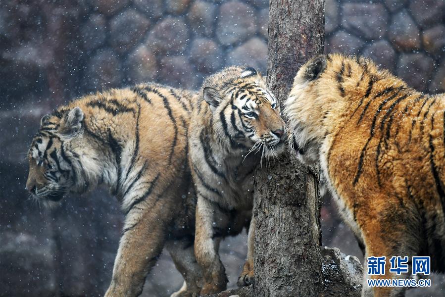 黑龙江海林：猛虎戏春雪