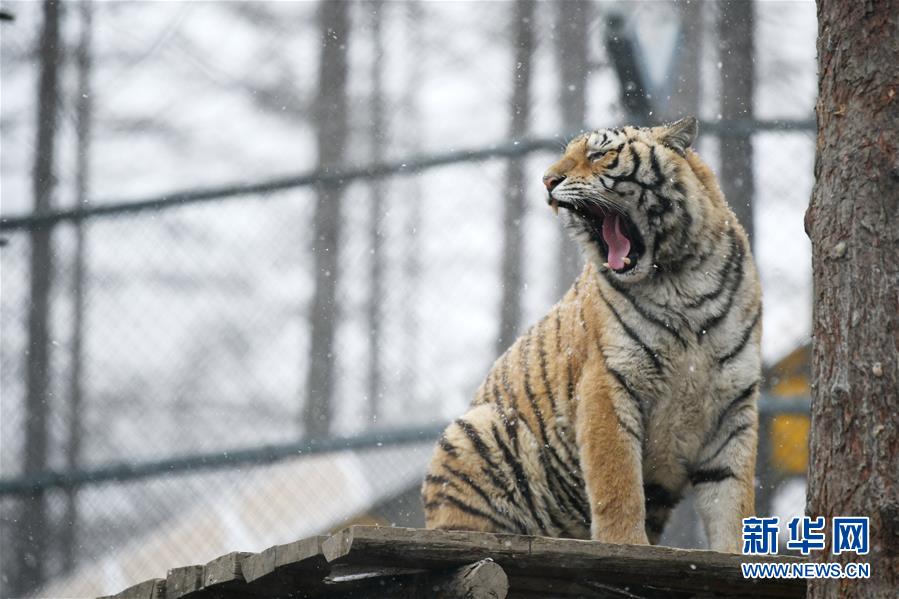 黑龙江海林：猛虎戏春雪
