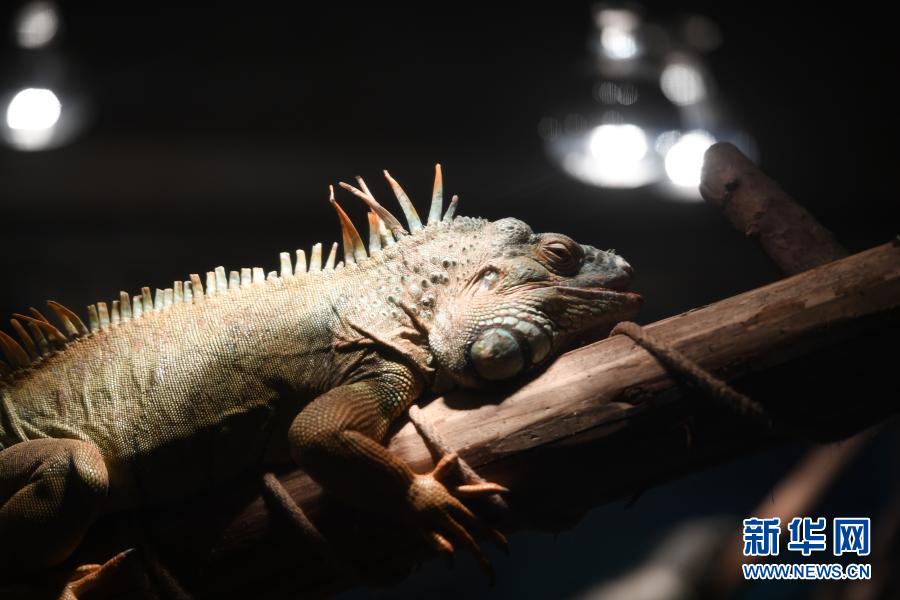 【城市远洋带图】重庆动物园为动物取暖过冬