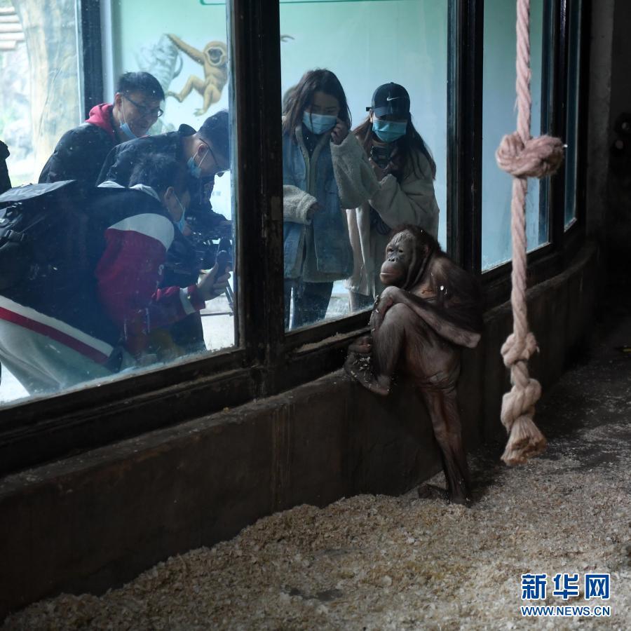 【城市远洋带图】重庆动物园为动物取暖过冬